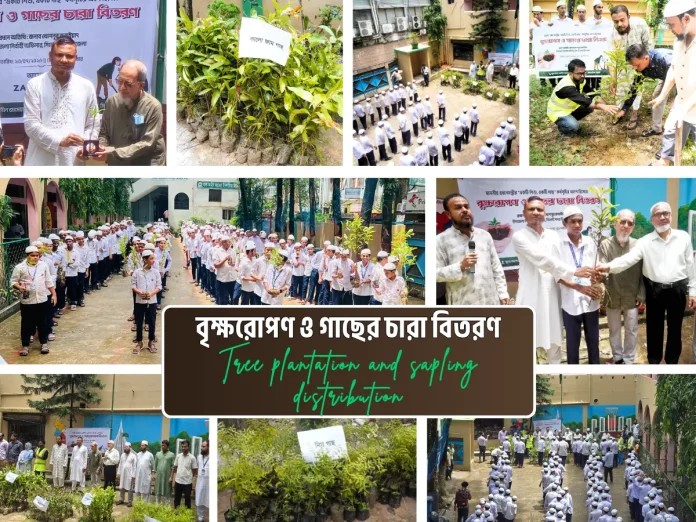 Tree Plantation